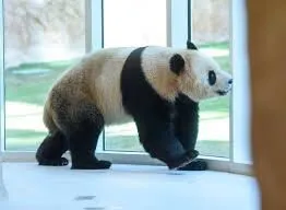 panda